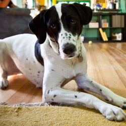 DogWatch of the Bay Area & Northern California, San Rafael, CA | Indoor Pet Boundaries Contact Us Image