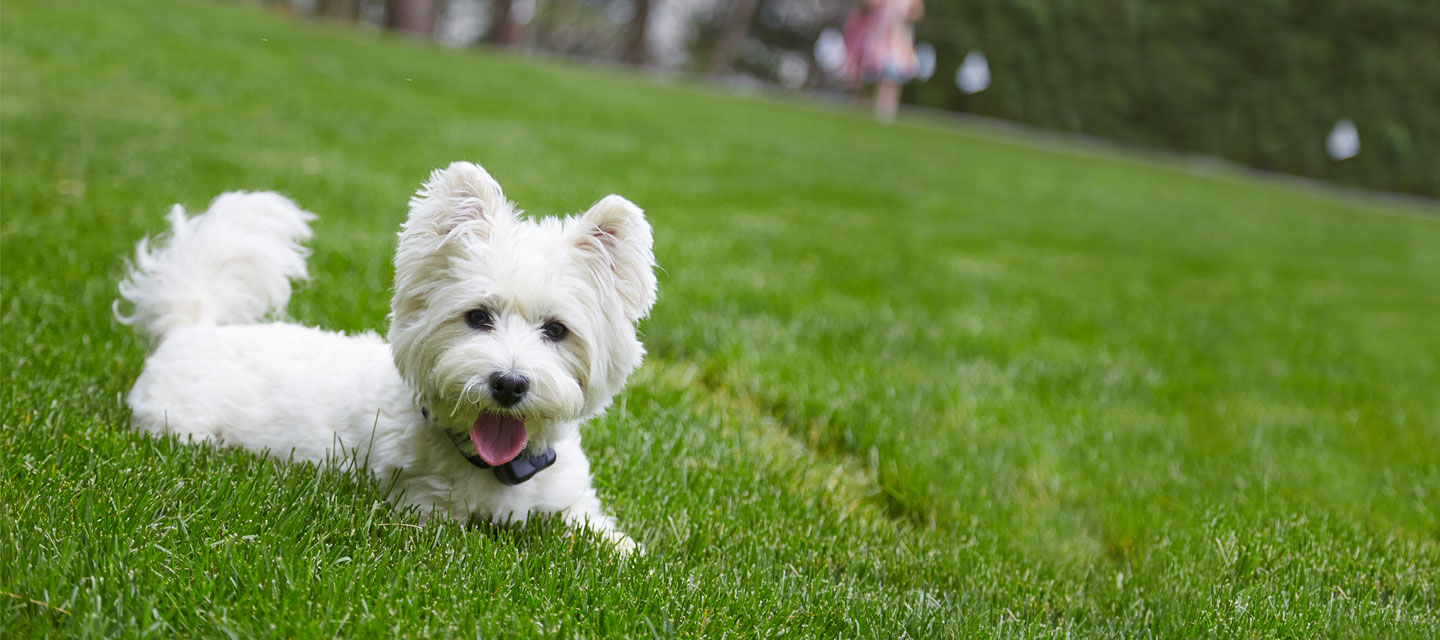 Steve Bettcher – IACP Certified Dog Trainer Image