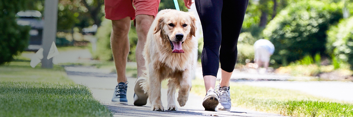 DogWatch of the Bay Area & Northern California, San Rafael, CA | SideWalker Leash Trainer Slider Image