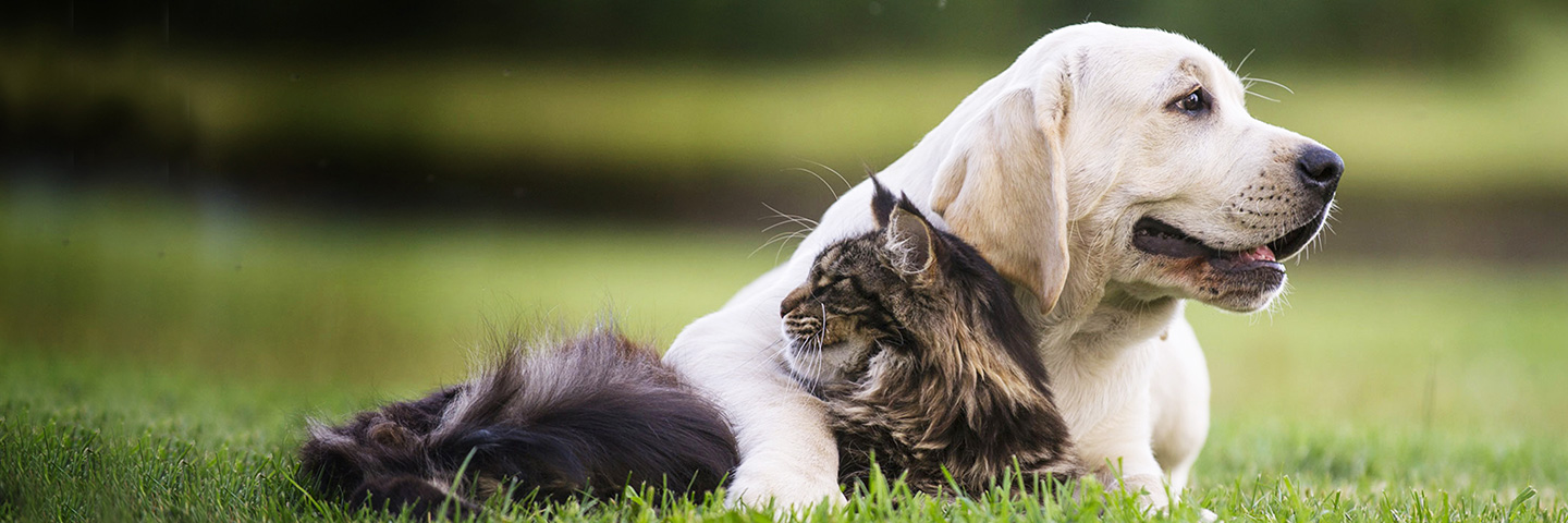 DogWatch of the Bay Area & Northern California, San Rafael, CA | Cat Fences Slider Image